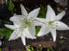 Asiatic Lillies